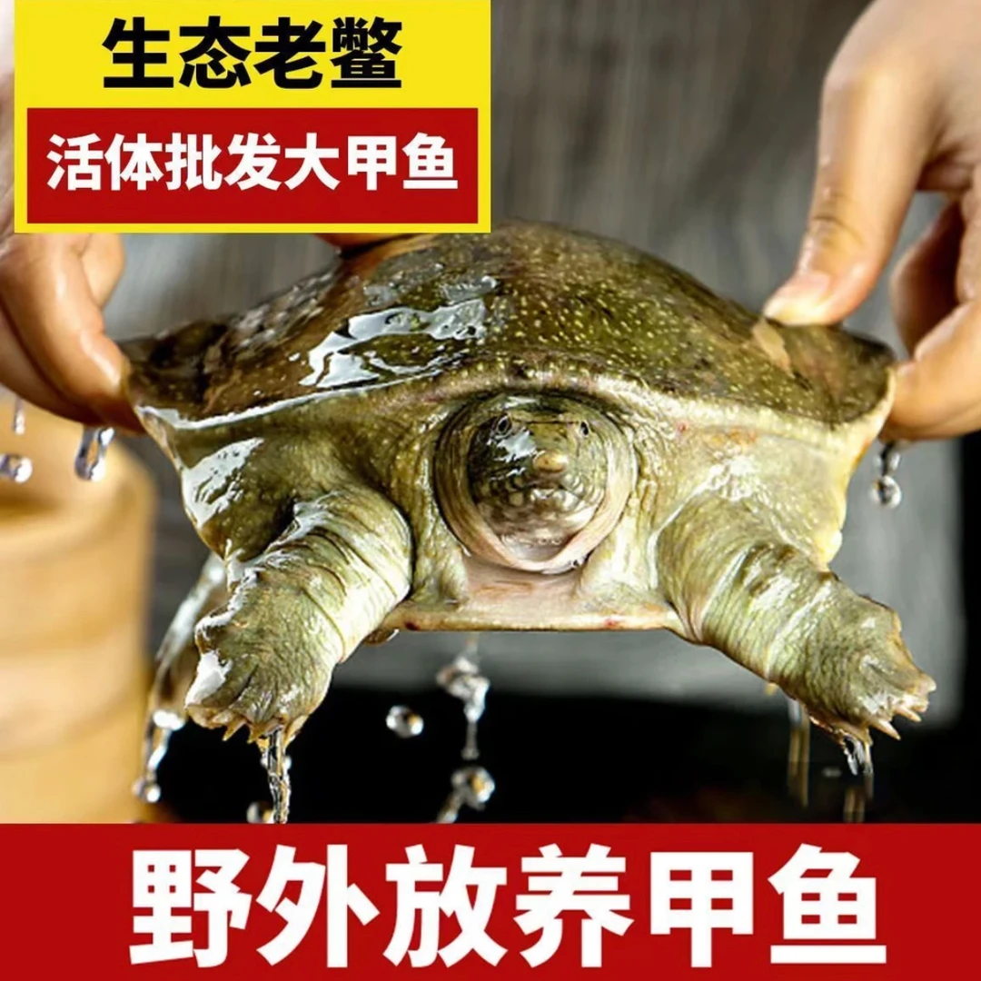 公甲鱼【2只装】外塘散养甲鱼到手5-6斤顺丰包邮包活
