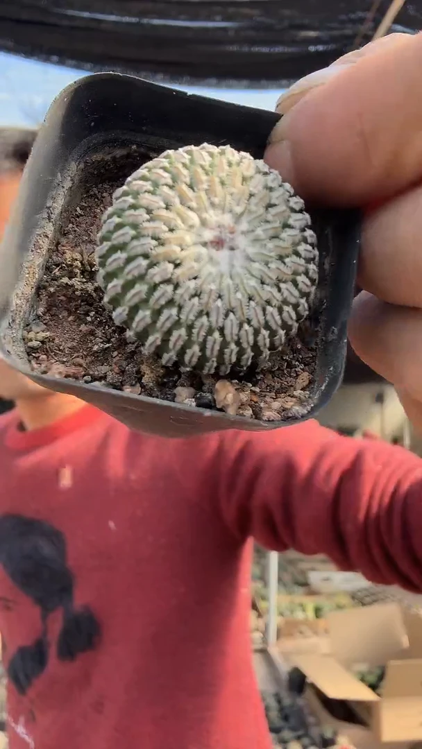 4-1号          29.99