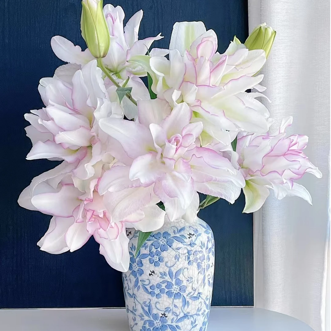 四季可种【冰美人】20/22重瓣香水百合种球，室内外都可种植好种好养