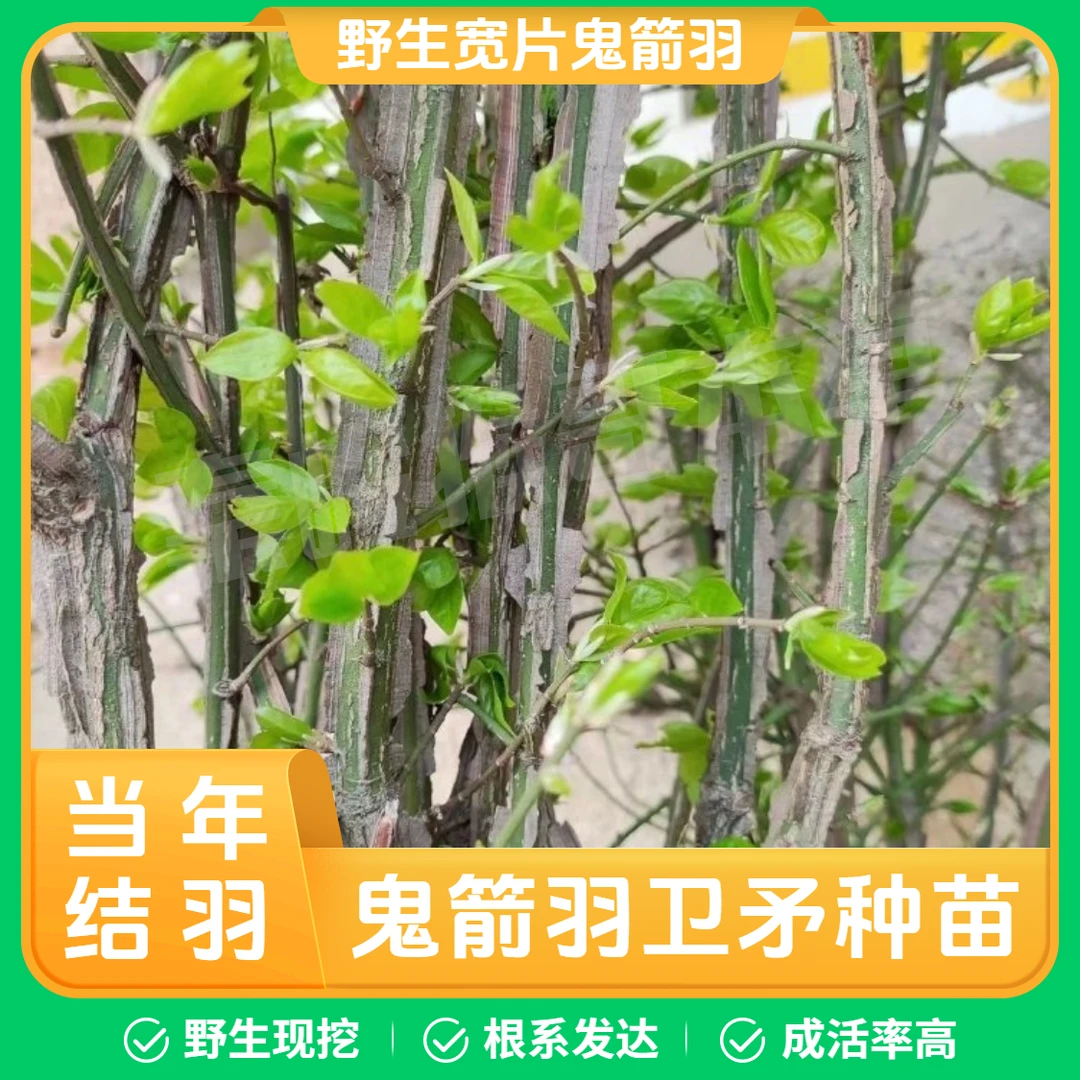 【当年结羽】现挖野生鬼箭羽种苗卫矛种苗宽片鬼见羽种苗八木鬼见愁