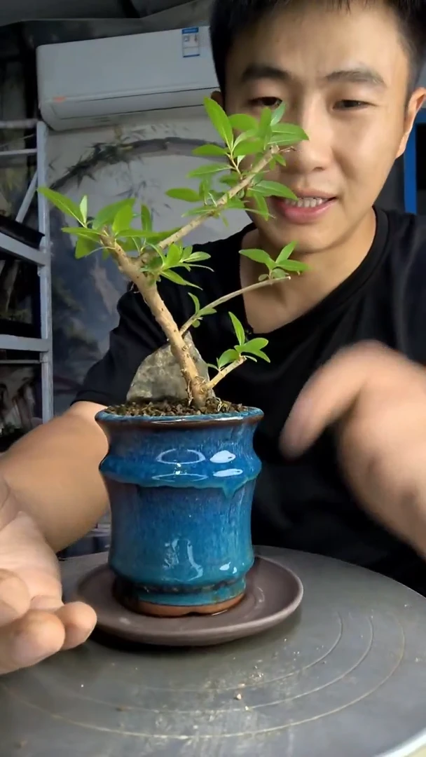 凌****2中青园艺一物一拍138