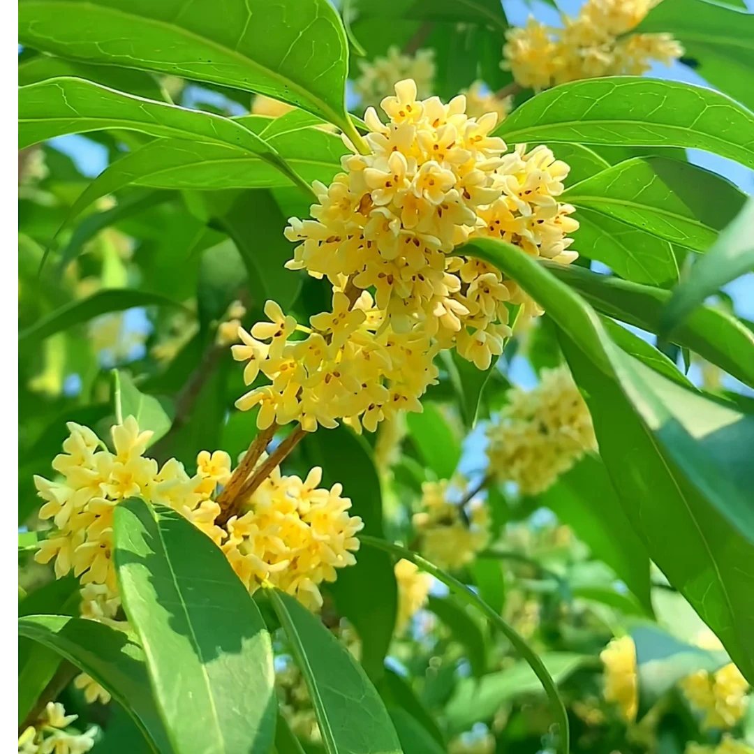 桂花丹桂金桂直播间一物一拍