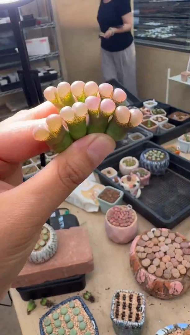 596多肉植物肉锥一颗