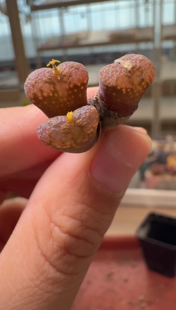 13-475多肉植物肉锥
