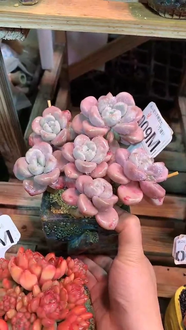 【闪购商品】009MMMM