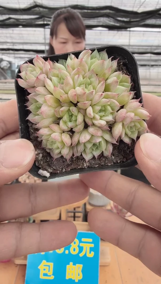 东云多肉园二店-208