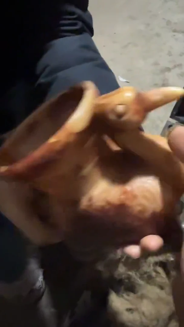 木      王鸟壶