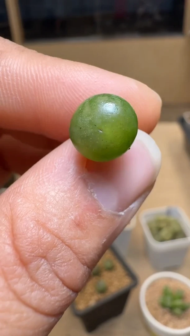 【闪购商品】1/21-434