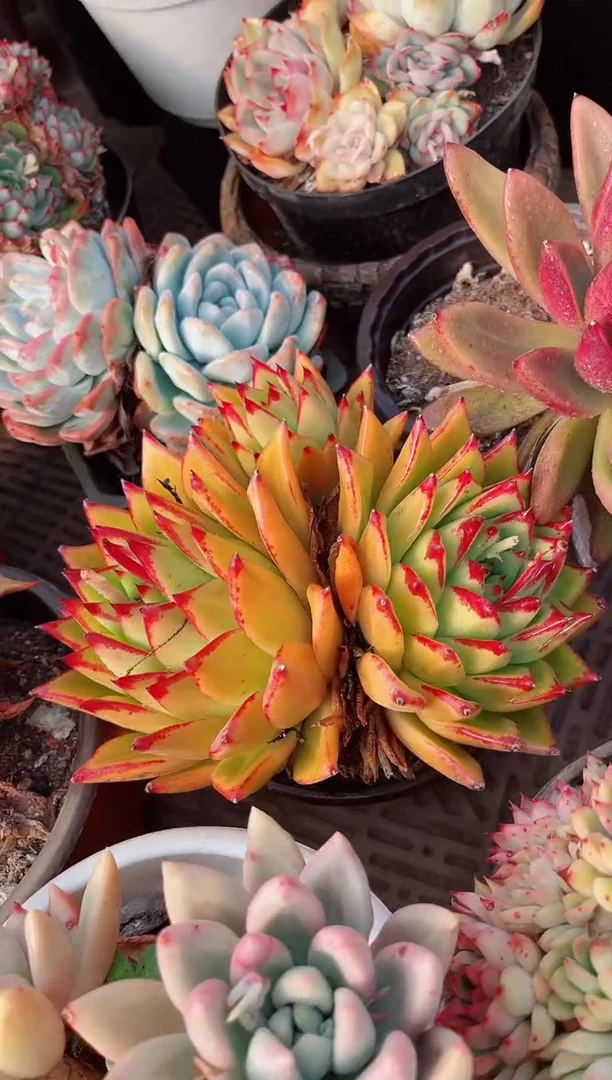 【闪购商品】10233