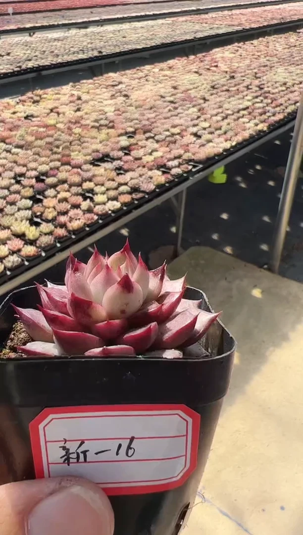 【闪购商品】新-16