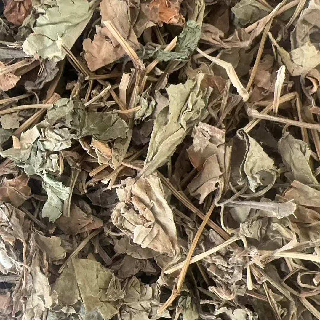 云南高原优选鱼腥草