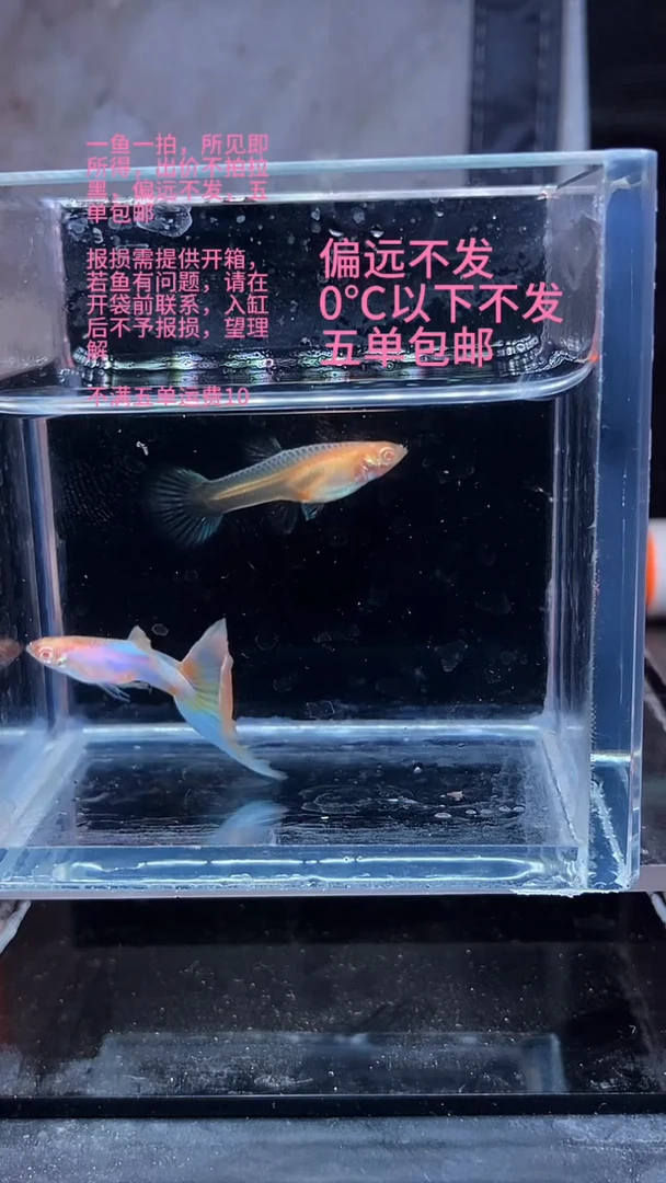 孔雀鱼孔雀鱼 01