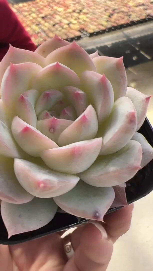 【闪购商品】沁雪-28