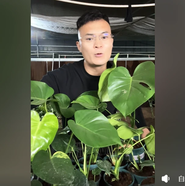 退锦的短黄龟背竹原盆