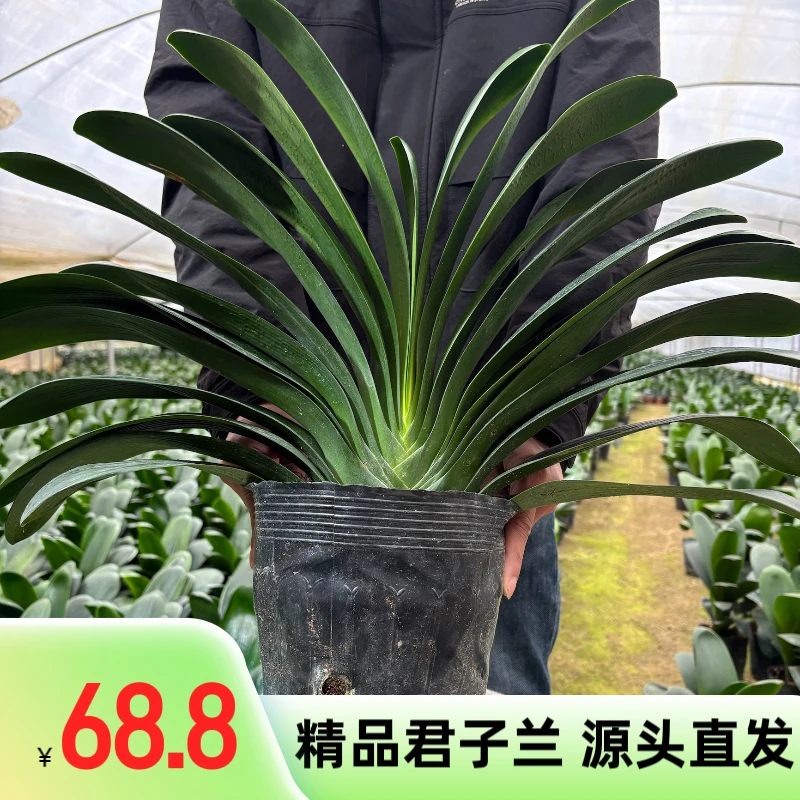 精品君子兰12年苗四季常青好养室内盆栽带肥料带养护说明书