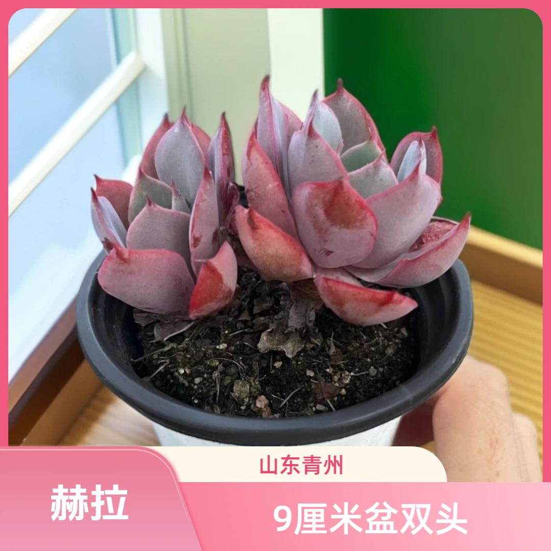 赫拉9厘米盆双头老桩多肉