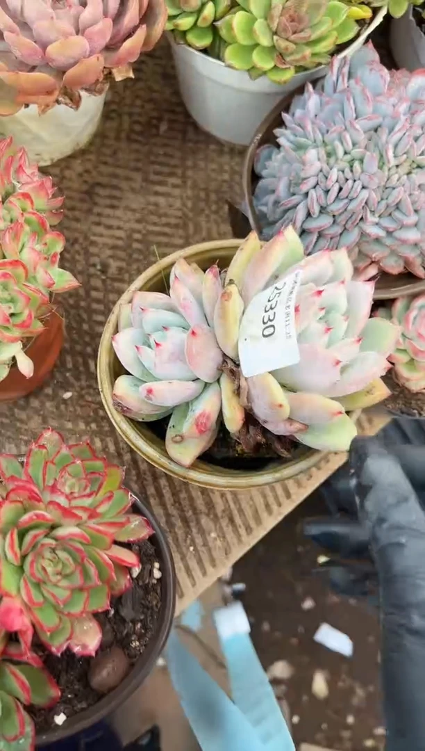 /****/多肉植物一物一拍25330