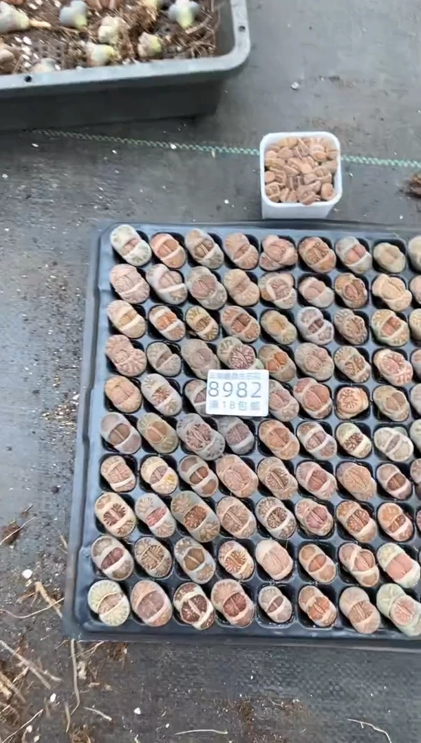 【闪购商品】8982特价菊纹章发货5颗微瑕量拍