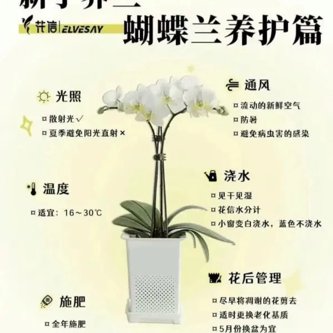 蝴蝶兰6颗不同款（6颗不同品种不同花色一组带盆）