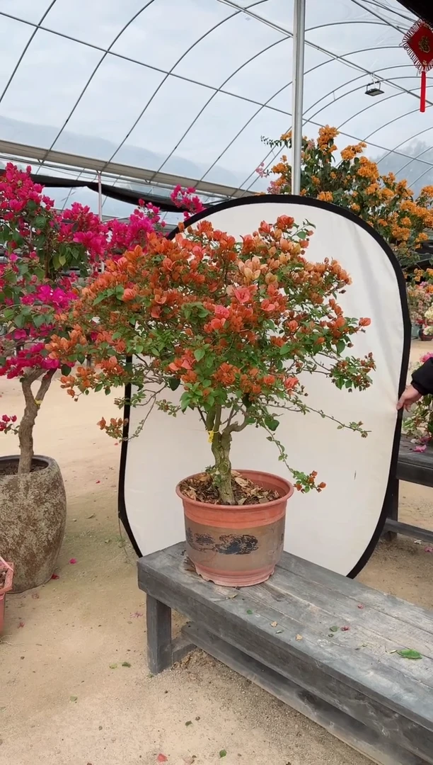 【闪购商品】盆景卡亚塔