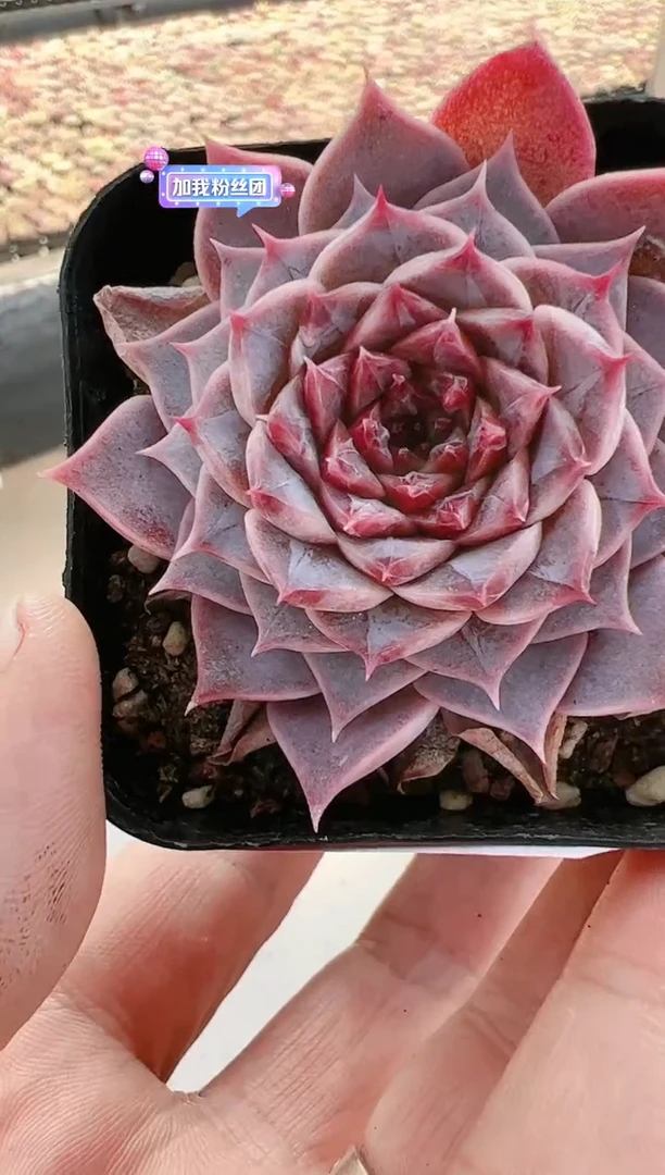 【闪购商品】晶-50