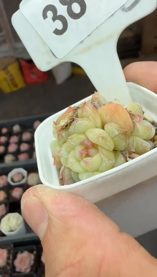 【闪购商品】一物一拍0211—384