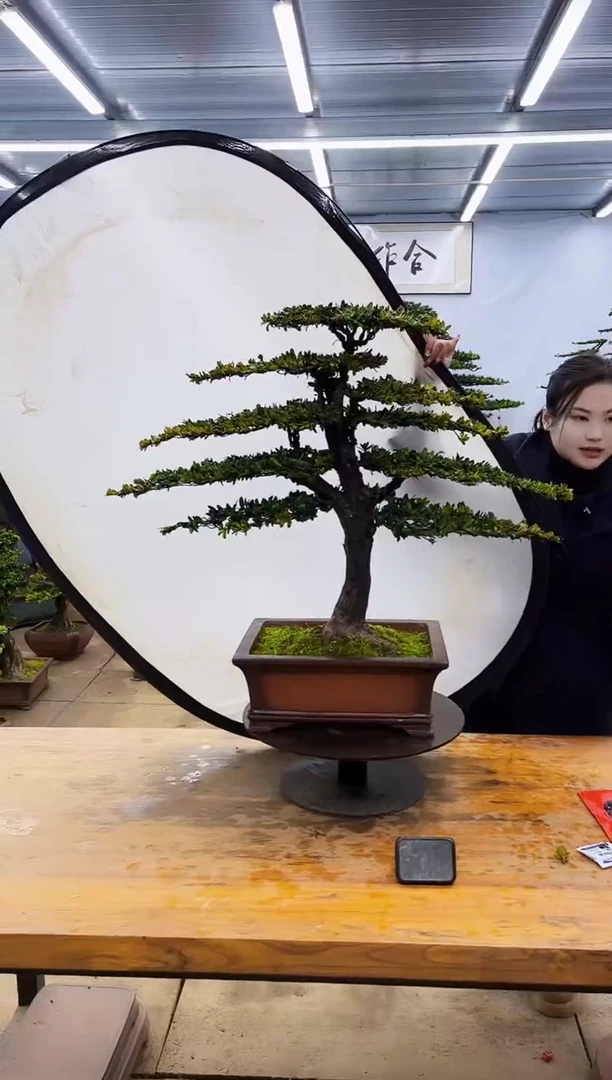 【闪购商品】高端盆景一物一拍，所见即所得