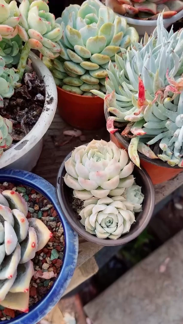 【闪购商品】08354