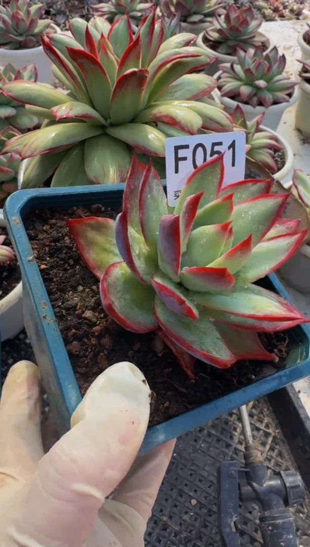 F051惊鸿仙子（裸根发货）