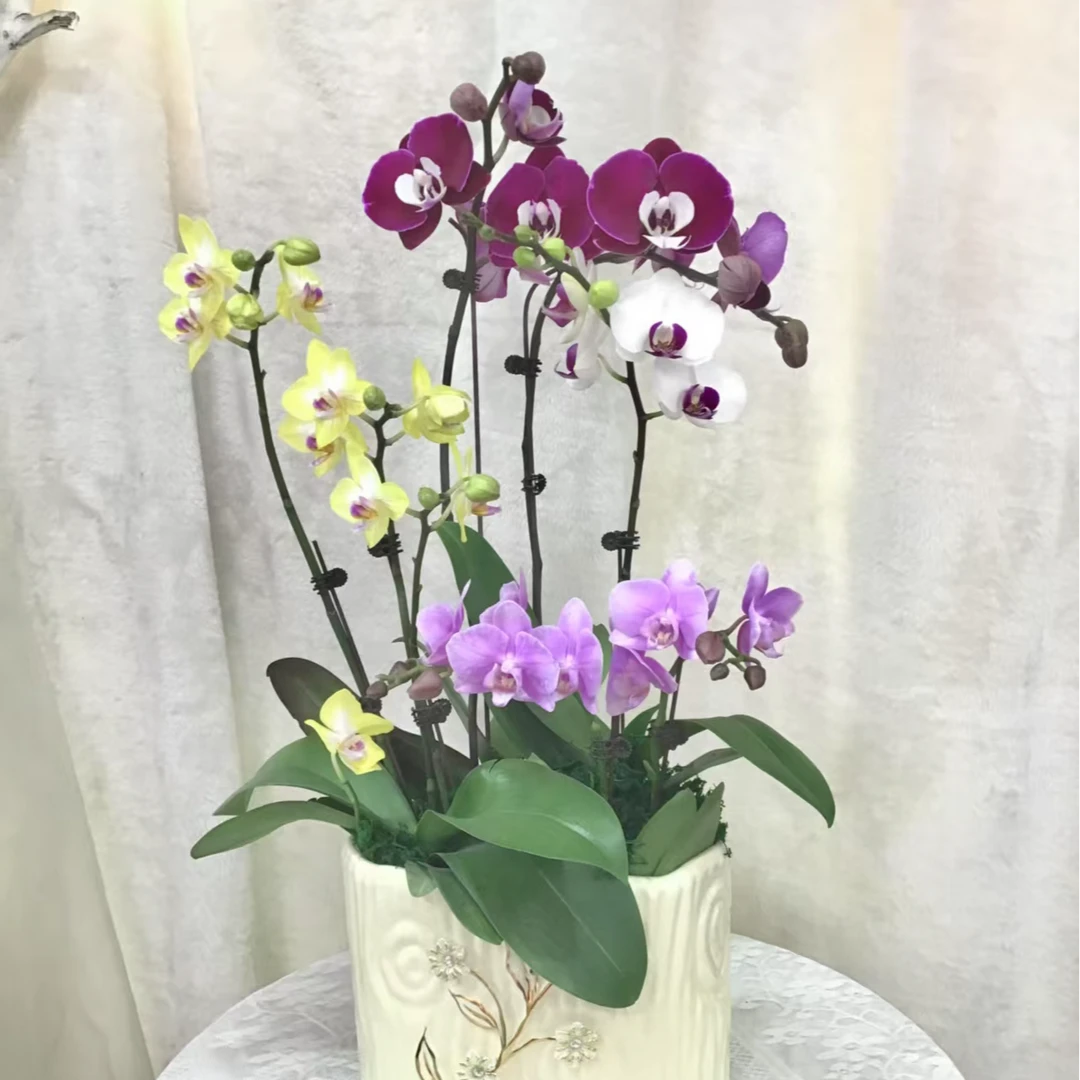 新春盆栽蝴蝶兰限定款