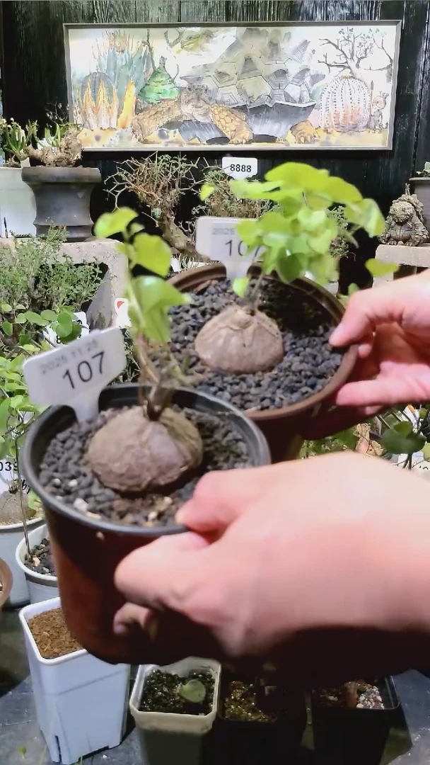 107号1124福利南非龟甲龙买一送一