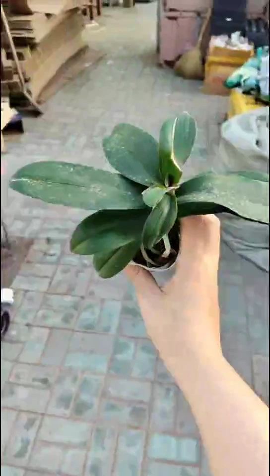 当前无花栽培后可以开花亮亮花后9.6下午场