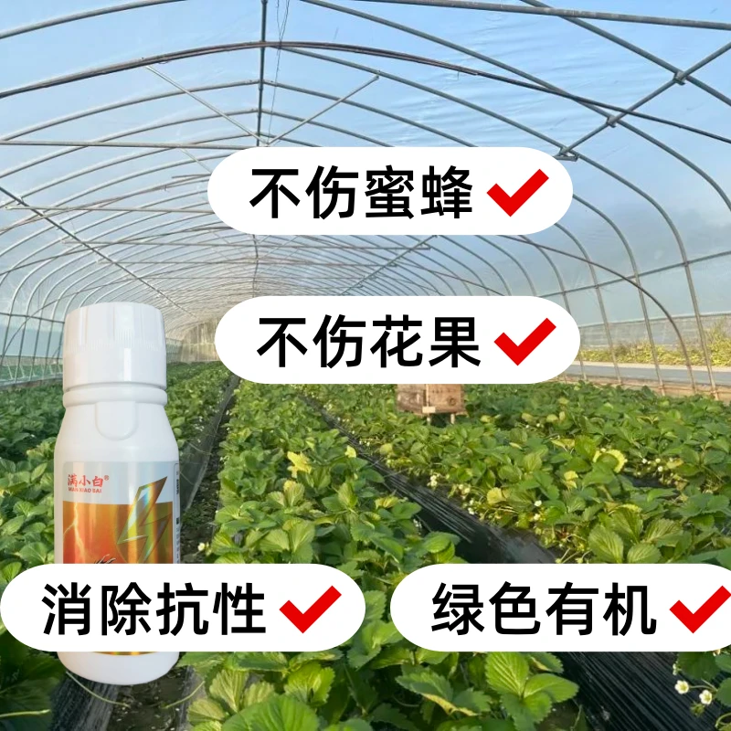 满小白草莓红蜘蛛 /不伤蜂/无残留/绿色有机