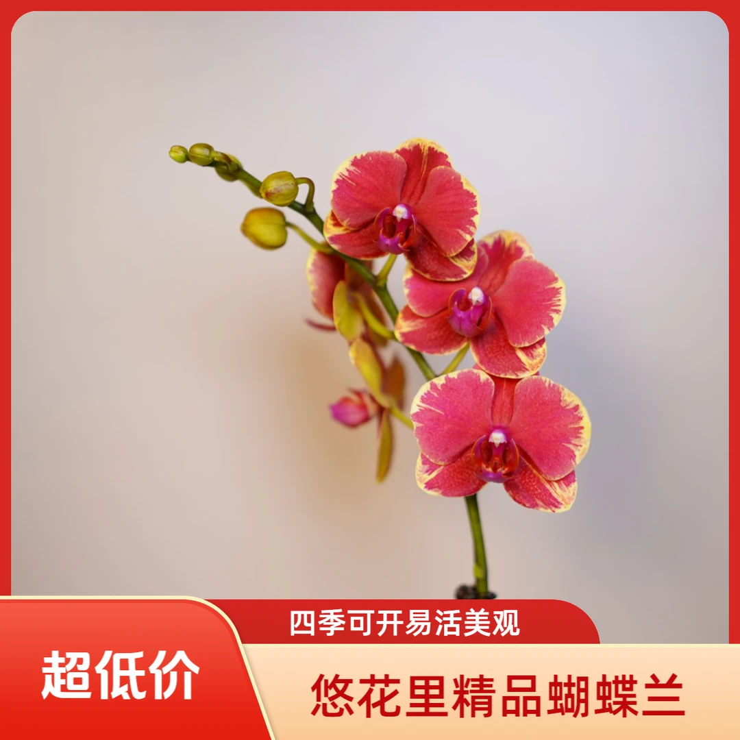 悠花里蝴蝶兰【吉祥】3.0寸带花带花苞开花珠发货