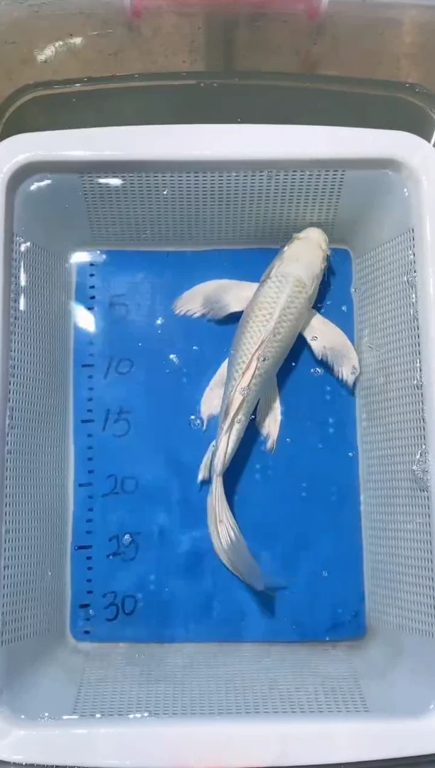 锦鲤锦鲤蝴蝶鲤鱼拍开箱视频包售后