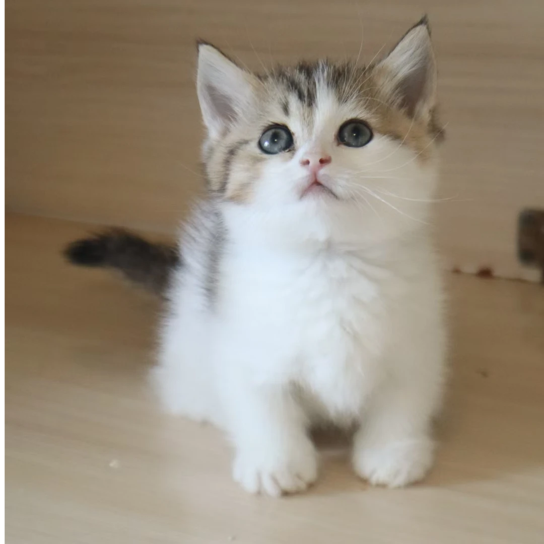 昆明三只猫金加白矮脚活体