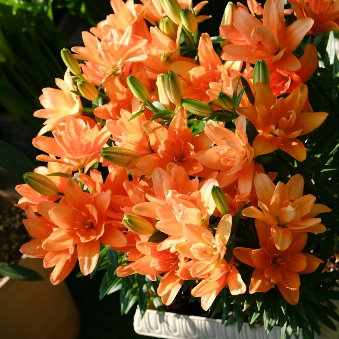 进口百合花种球《小幻影12/14cm》10颗单瓣有香味多年生