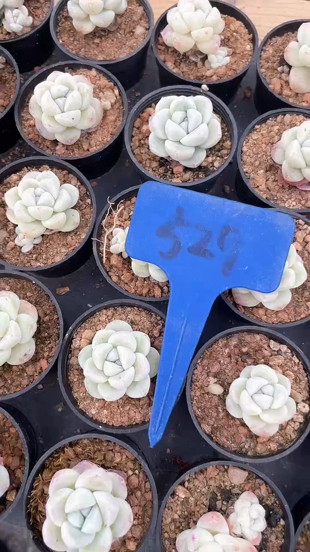 【闪购商品】529一盘