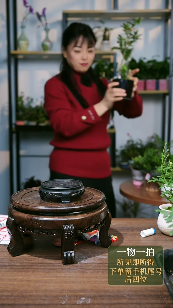 【闪购商品】2--5379花菊花罗汉松