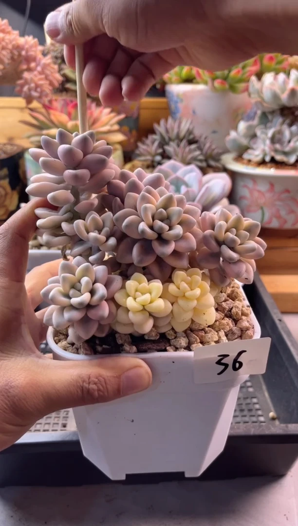 无花朵大****～8.14-36艾伦锦111111111