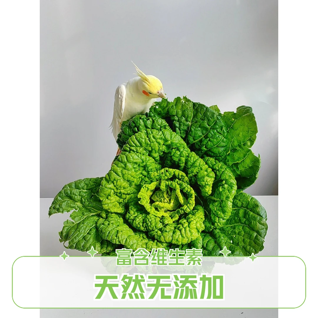 黄心菜【好东西】