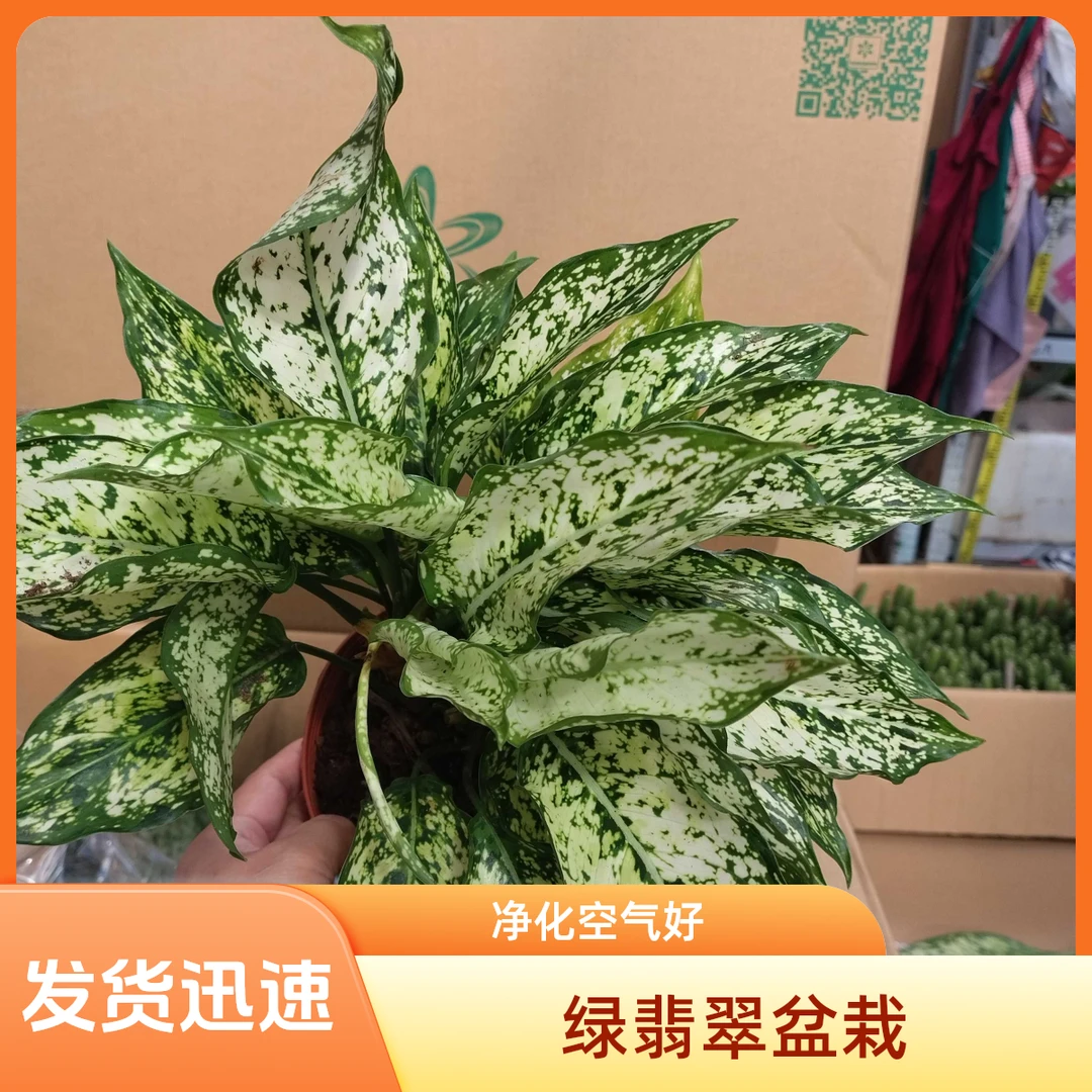 绿翡翠观叶植物室内净化空气四季常青好养盆栽绿植绿植盆栽鸟巢