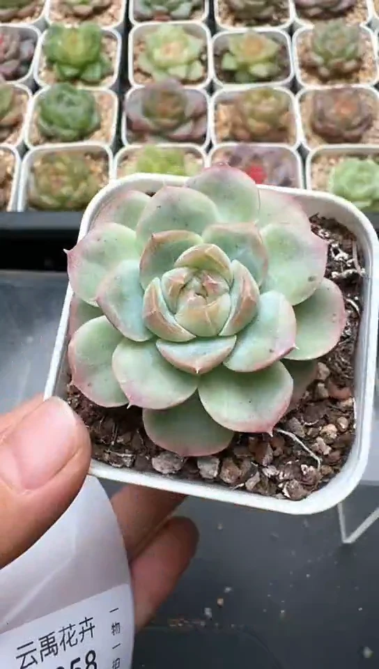 656F云禹多肉植物 默认脱土纸巾打包 3颗包邮