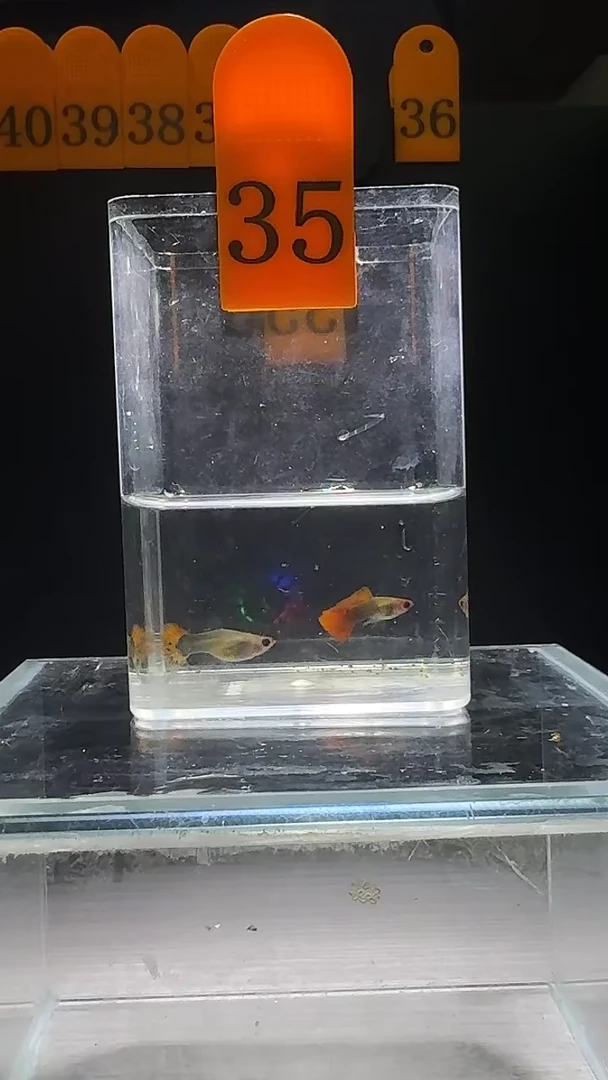 孔雀鱼虎斑玻璃猫编号35