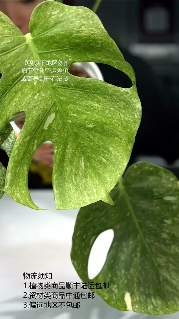 完全开放铂金龟背竹