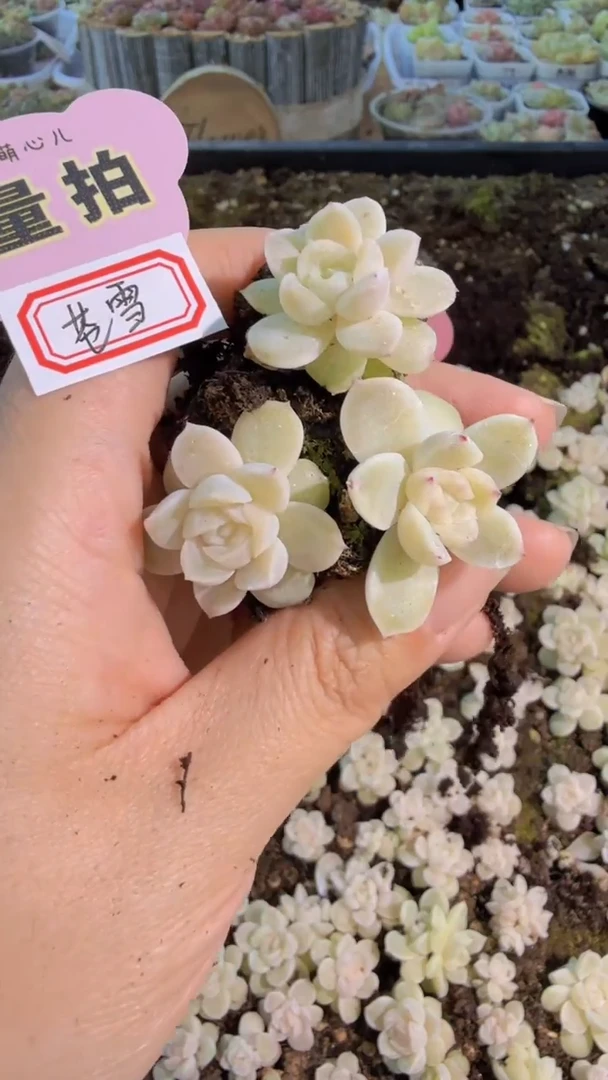 苍雪 单双混 3颗量拍混发 满9.9包邮