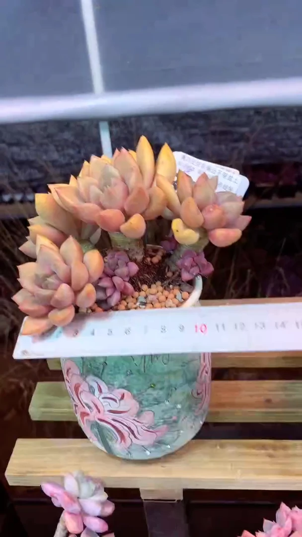 344L（一物一拍，精品多肉，所见即所得 ）