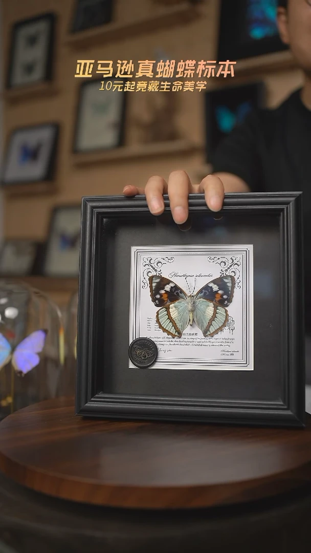 有机玻璃白斑迷蛱蝶方框版