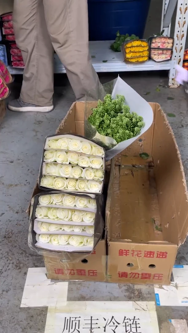骄傲3扎+绿林草