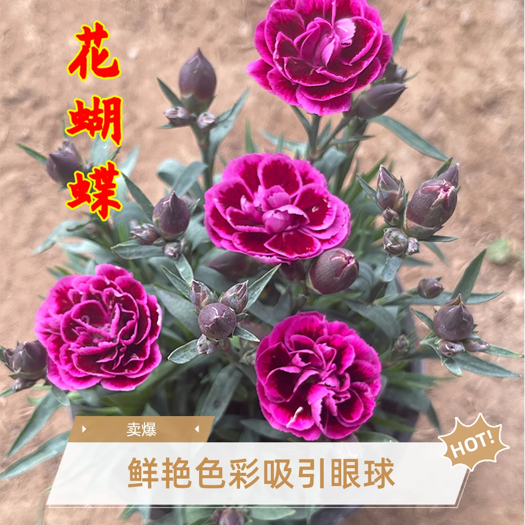 【花蝴蝶】【康乃馨带花苞发货】多花苞康乃馨阳台客厅开花绿植易成活